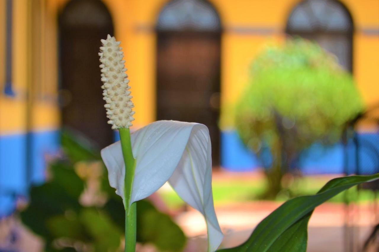 Hotel Delfin Comitan المظهر الخارجي الصورة